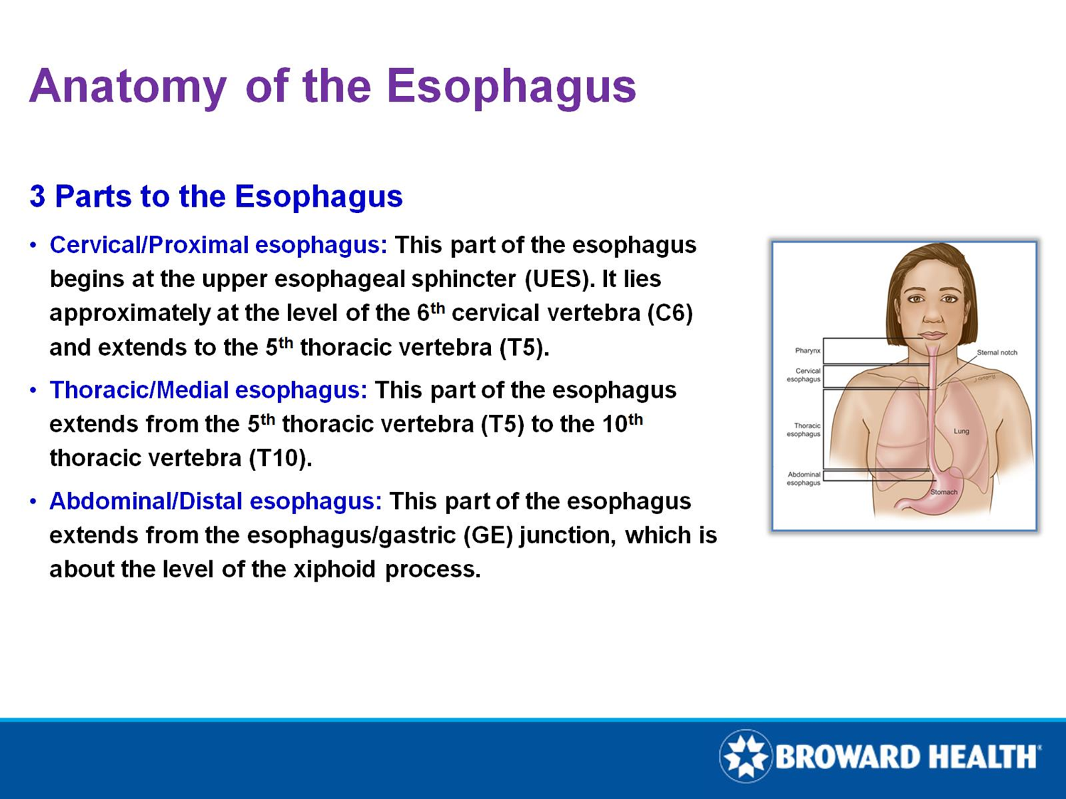 Anatomy of the Esophagus