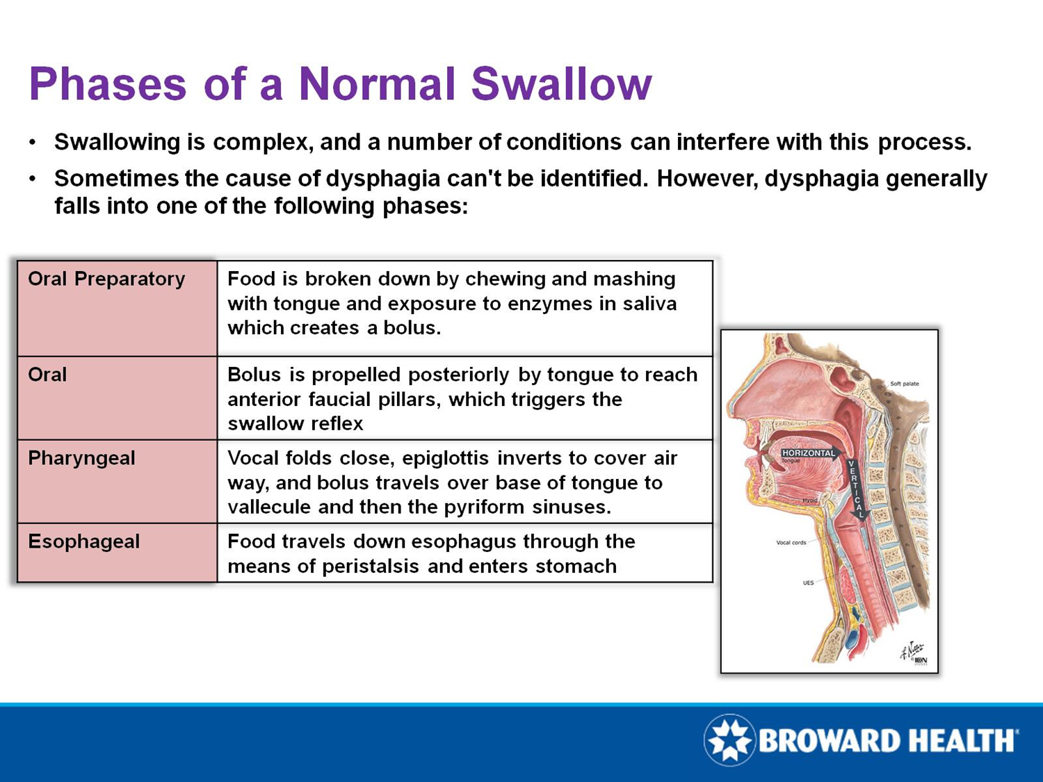 phases-of-a-normal-swallow